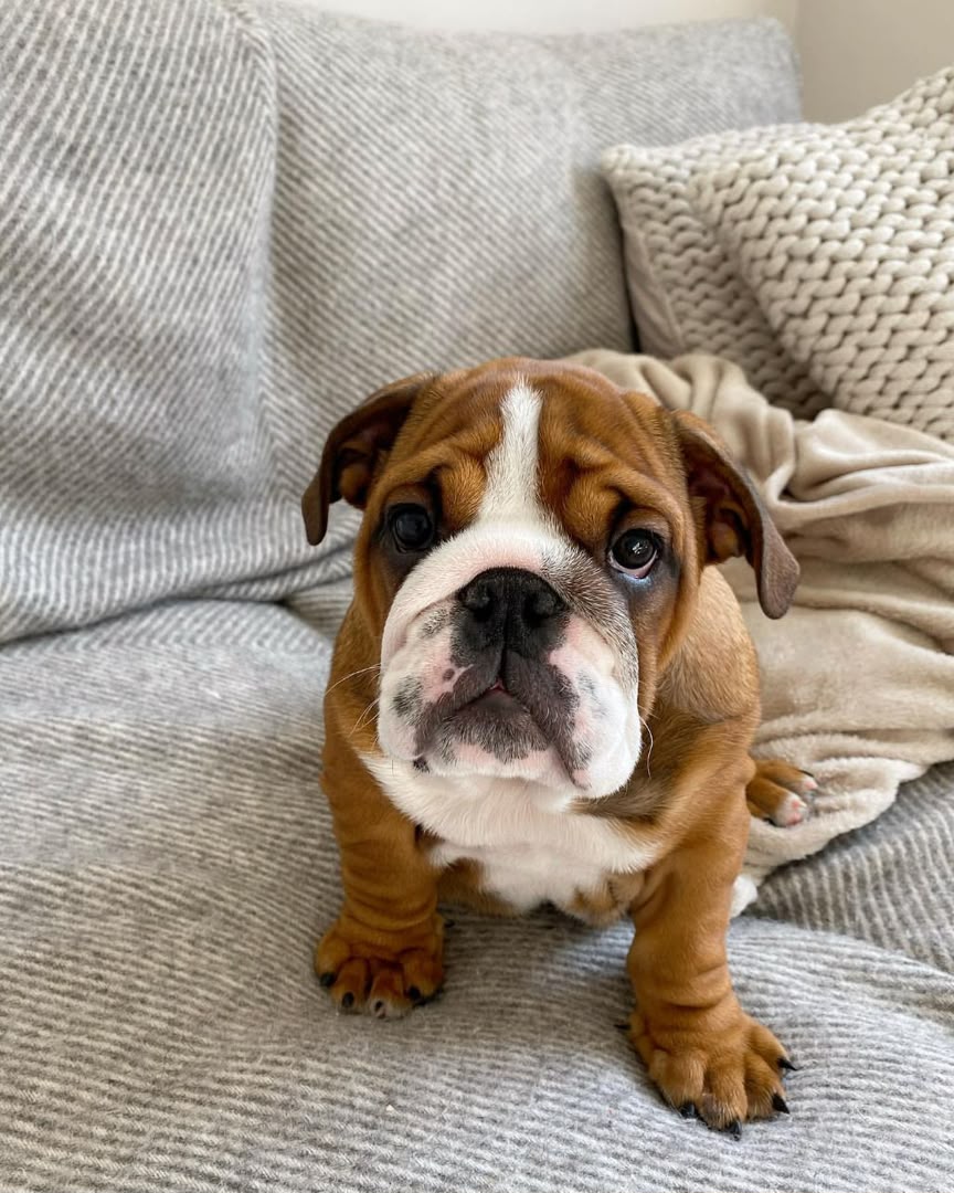 Frankie