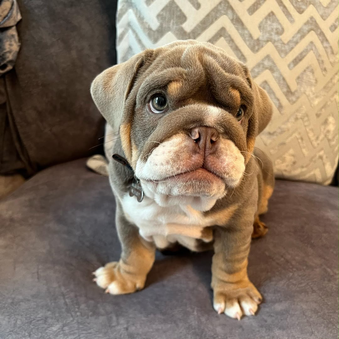 Hugo